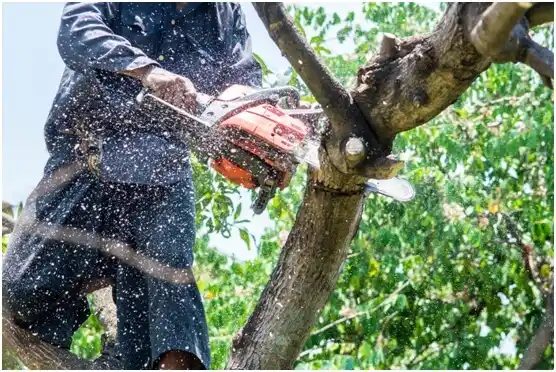 tree services Rudolph